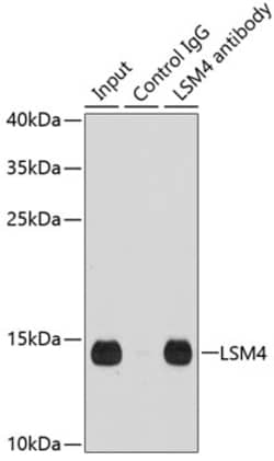 Invitrogen LSM4 Polyclonal Antibody 100 &mu;L; Unconjugated:Antibodies,