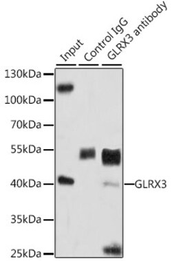 Invitrogen TXNL2 Polyclonal Antibody 100 &mu;L; Unconjugated:Antibodies,