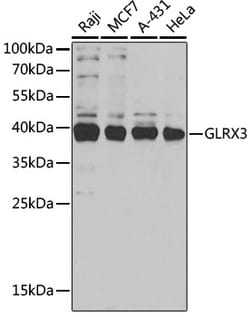 Invitrogen TXNL2 Polyclonal Antibody 100 &mu;L; Unconjugated:Antibodies,