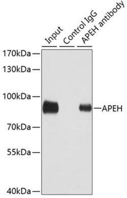 Invitrogen APEH Polyclonal Antibody 100 &mu;L; Unconjugated:Antibodies,