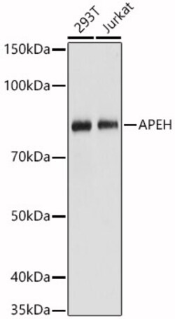 Invitrogen APEH Polyclonal Antibody 100 &mu;L; Unconjugated:Antibodies,