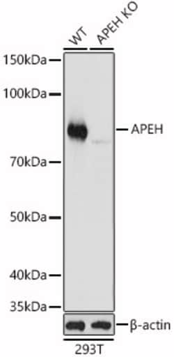 Invitrogen APEH Polyclonal Antibody 100 &mu;L; Unconjugated:Antibodies,