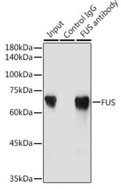 Invitrogen FUS Polyclonal Antibody 100 &mu;L | Buy Online | Invitrogen&trade; | Fisher Scientific