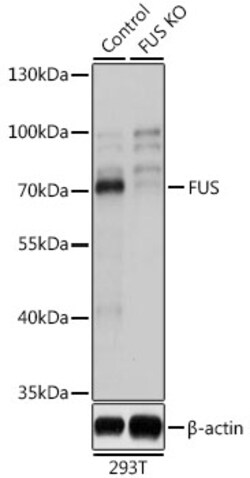 Invitrogen FUS Polyclonal Antibody 100 &mu;L | Buy Online | Invitrogen&trade; | Fisher Scientific