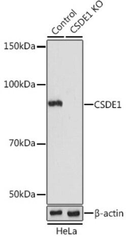 Invitrogen CSDE1 Polyclonal Antibody 100 &mu;L; Unconjugated:Antibodies,