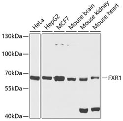 Invitrogen FXR1 Polyclonal Antibody 100 &mu;L; Unconjugated:Antibodies,