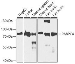 Invitrogen PABPC4 Polyclonal Antibody 100 &mu;L; Unconjugated:Antibodies,
