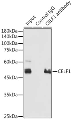 Invitrogen CUGBP1 Polyclonal Antibody 100 &mu;L | Buy Online | Invitrogen&trade; | Fisher Scientific
