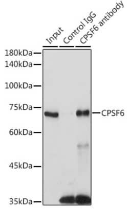 Invitrogen CPSF6 Polyclonal Antibody 100 &mu;L; Unconjugated:Antibodies,