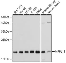 Invitrogen MRPL13 Polyclonal Antibody 100 &mu;L; Unconjugated:Antibodies,