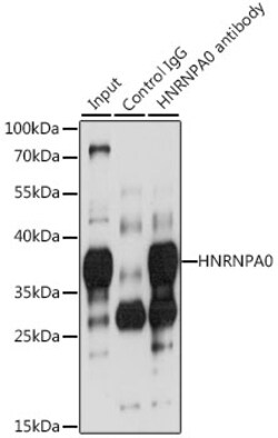 Invitrogen HNRNPA0 Polyclonal Antibody 100 &mu;L | Buy Online | Invitrogen&trade; | Fisher Scientific