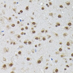 Invitrogen PTBP2 Polyclonal Antibody 100 &mu;L; Unconjugated:Antibodies,
