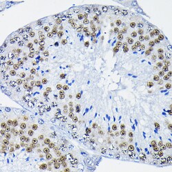 Invitrogen PTBP2 Polyclonal Antibody 100 &mu;L; Unconjugated:Antibodies,