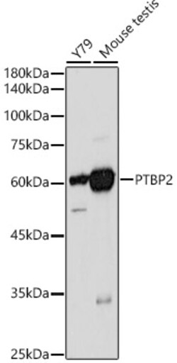 Invitrogen PTBP2 Polyclonal Antibody 100 &mu;L; Unconjugated:Antibodies,