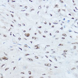 Invitrogen SRRM1 Polyclonal Antibody 100 &mu;L; Unconjugated:Antibodies,