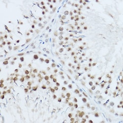 Invitrogen SRRM1 Polyclonal Antibody 100 &mu;L; Unconjugated:Antibodies,