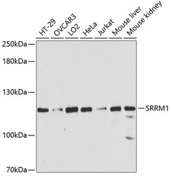 Invitrogen SRRM1 Polyclonal Antibody 100 &mu;L; Unconjugated:Antibodies,