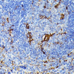 Invitrogen TIAL1 Polyclonal Antibody 100 &mu;L; Unconjugated:Antibodies,