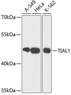 Invitrogen TIAL1 Polyclonal Antibody 100 &mu;L; Unconjugated:Antibodies,