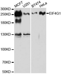 eIF4G Polyclonal Antibody, Invitrogen 100 &mu;L; Unconjugated:Antibodies,