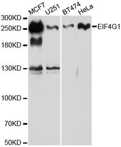 eIF4G Polyclonal Antibody, Invitrogen 100 &mu;L; Unconjugated:Antibodies,