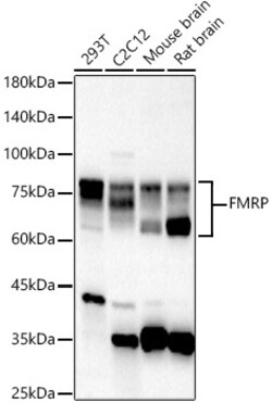 Invitrogen FMRP Polyclonal Antibody 100 &mu;L; Unconjugated:Antibodies,