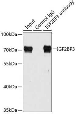 Invitrogen IGF2BP3 Polyclonal Antibody 100 &mu;L; Unconjugated:Antibodies,