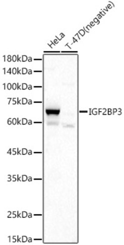 Invitrogen IGF2BP3 Polyclonal Antibody 100 &mu;L; Unconjugated:Antibodies,