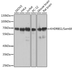 Invitrogen SAM68 Polyclonal Antibody 100 &mu;L | Buy Online | Invitrogen&trade; | Fisher Scientific