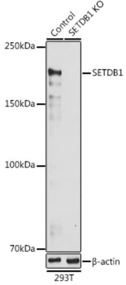 Invitrogen SETDB1 Polyclonal Antibody 100 &mu;L; Unconjugated:Antibodies,