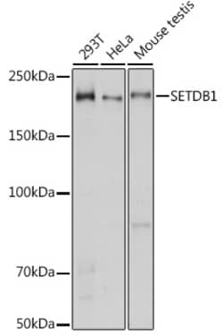 Invitrogen SETDB1 Polyclonal Antibody 100 &mu;L; Unconjugated:Antibodies,