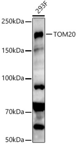 Invitrogen SETDB1 Polyclonal Antibody 100 &mu;L; Unconjugated:Antibodies,