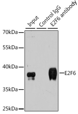Invitrogen E2F6 Polyclonal Antibody 100 &mu;L; Unconjugated:Antibodies,