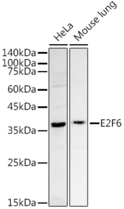 Invitrogen E2F6 Polyclonal Antibody 100 &mu;L; Unconjugated:Antibodies,