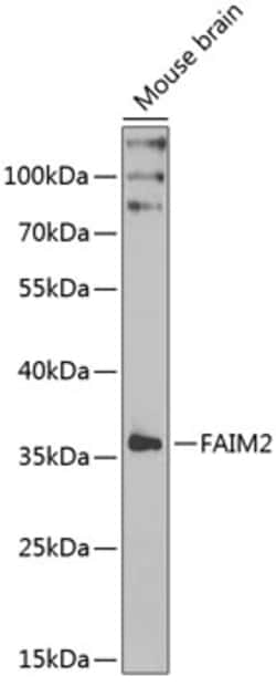 Invitrogen LFG Polyclonal Antibody 100 &mu;L; Unconjugated:Antibodies,