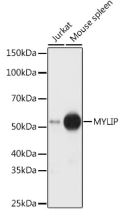 Invitrogen MYLIP Polyclonal Antibody 100 &mu;L; Unconjugated:Antibodies,