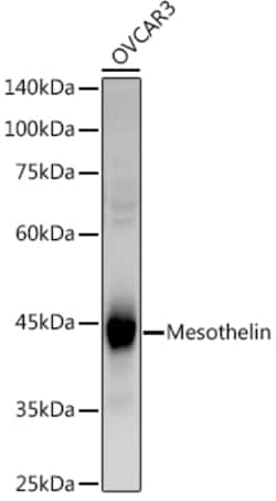 Invitrogen Mesothelin Polyclonal Antibody 100 &mu;L; Unconjugated:Antibodies,