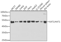 Invitrogen HAT1 Polyclonal Antibody 100 &mu;L; Unconjugated:Antibodies,
