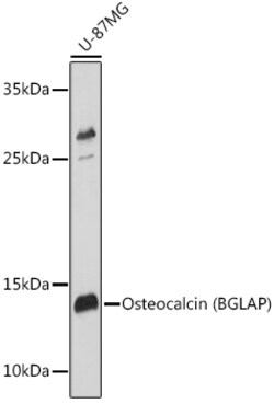 Invitrogen Osteocalcin Polyclonal Antibody 100 &mu;L; Unconjugated:Antibodies,