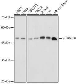 Invitrogen TUBG1 Polyclonal Antibody 100 &mu;L; Unconjugated:Antibodies,