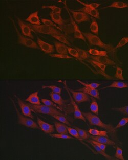 Invitrogen Flotillin 1 Polyclonal Antibody 100 &mu;L; Unconjugated:Antibodies,