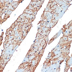 Invitrogen Flotillin 1 Polyclonal Antibody 100 &mu;L; Unconjugated:Antibodies,