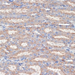 Invitrogen Flotillin 1 Polyclonal Antibody 100 &mu;L; Unconjugated:Antibodies,