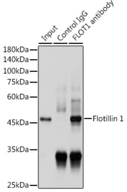 Invitrogen Flotillin 1 Polyclonal Antibody 100 &mu;L; Unconjugated:Antibodies,
