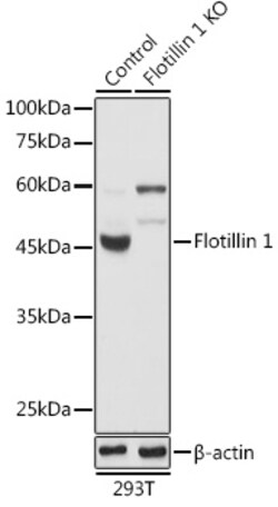 Invitrogen Flotillin 1 Polyclonal Antibody 100 &mu;L; Unconjugated:Antibodies,