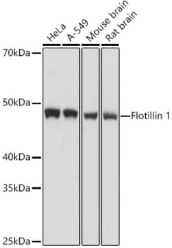 Invitrogen Flotillin 1 Polyclonal Antibody 100 &mu;L; Unconjugated:Antibodies,