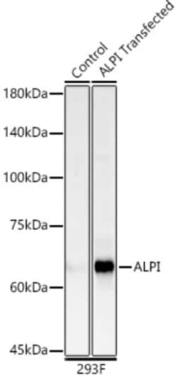 Invitrogen Intestinal Alkaline Phosphatase Polyclonal Antibody 100 &mu;L;