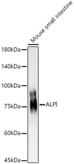 Invitrogen Intestinal Alkaline Phosphatase Polyclonal Antibody 100 &mu;L;