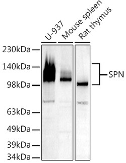 Invitrogen CD43 Polyclonal Antibody 100 &mu;L | Buy Online | Invitrogen&trade; | Fisher Scientific
