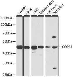 Invitrogen COPS3 Polyclonal Antibody 100 μL; Unconjugated:Antibodies,